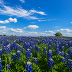 Bluebonnet Fields